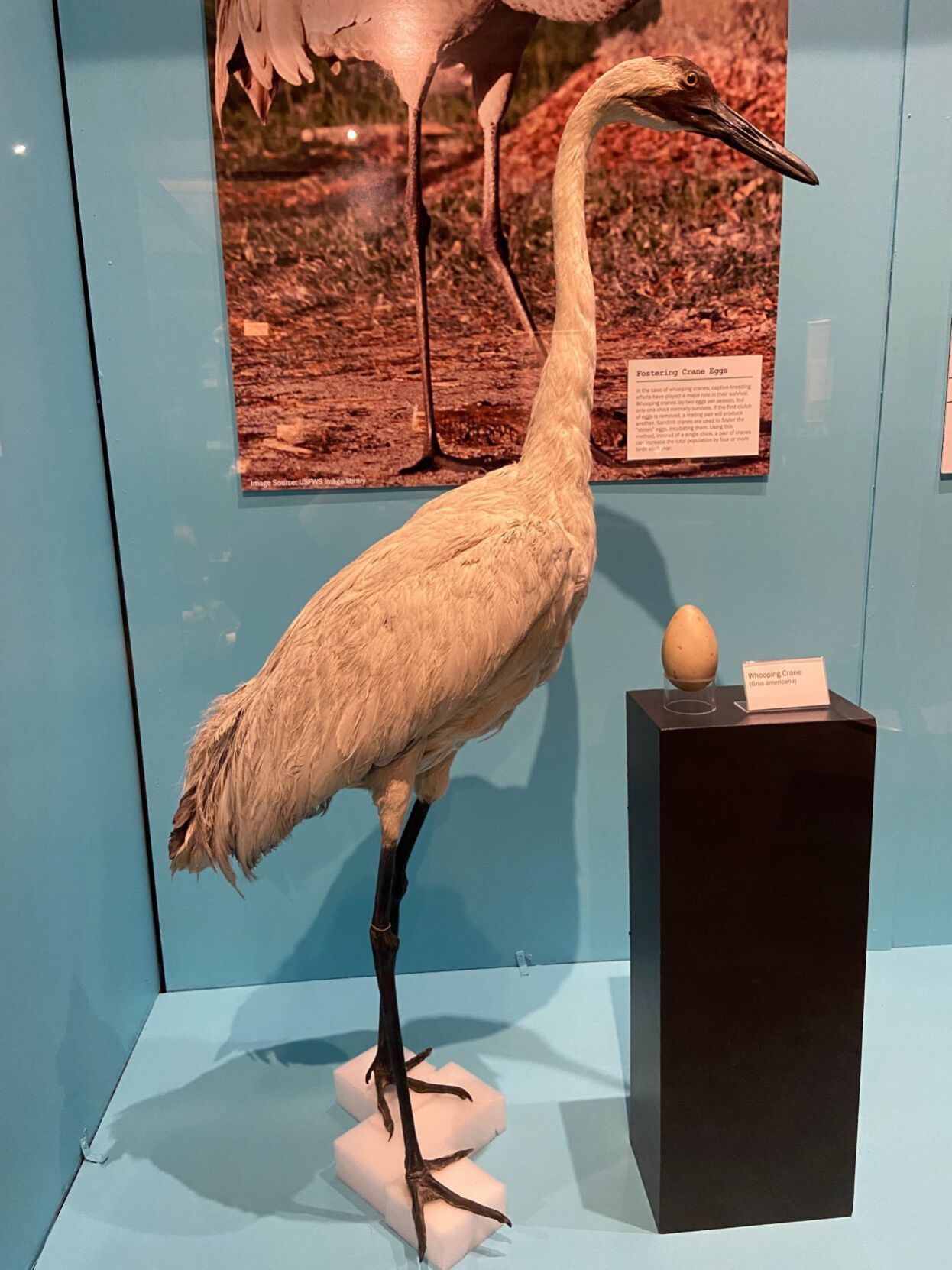 whooping crane